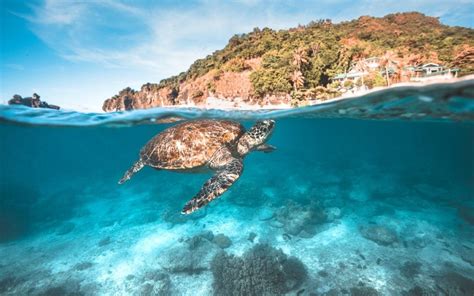 Top Dumaguete Tourist Spots: Diving with Turtles in Apo Island .